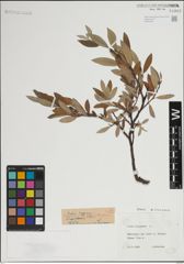 Foto von Salix lapponum L.